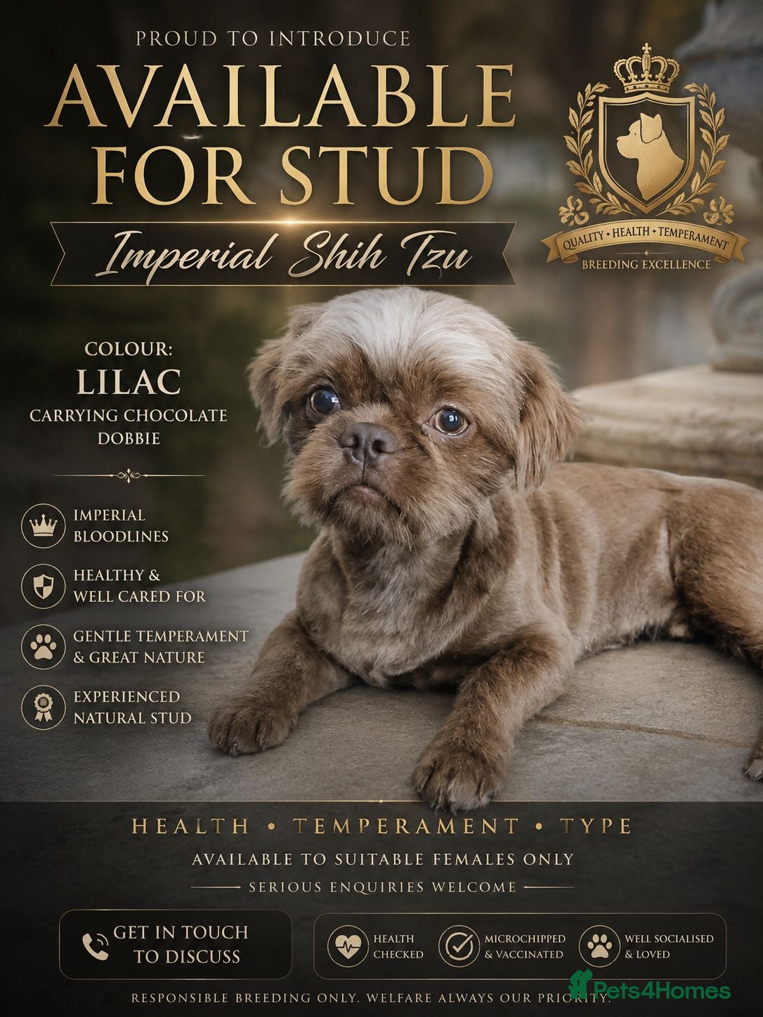 Shih Tzu dogs **proven** KC REG LILAC imperial stud.  - Advert 1