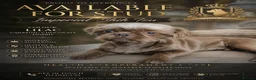 Shih Tzu dogs for stud: **proven** KC REG LILAC imperial stud.  - Advert 2