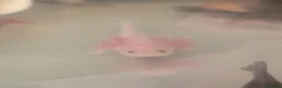Axolotl reptiles for sale: Baby axolotl  - Advert 5