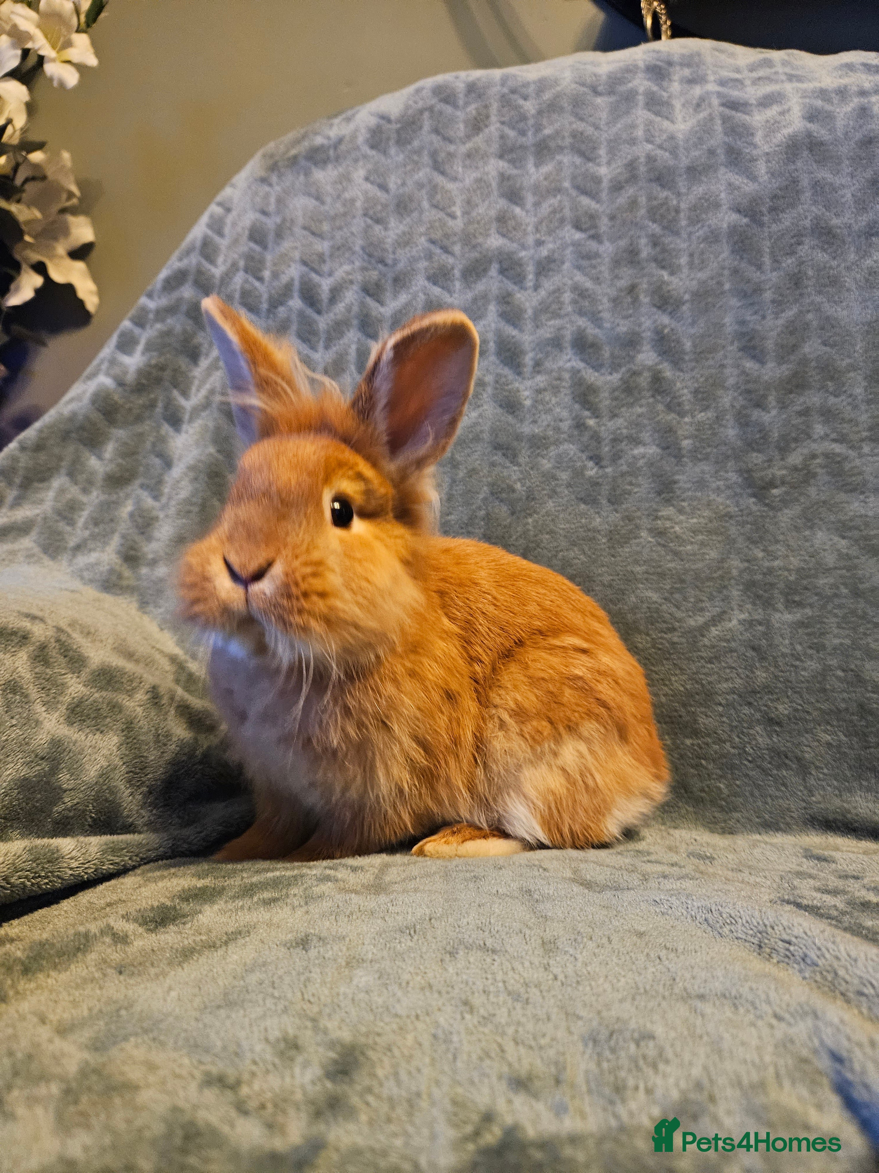 Lionhead rabbits Lion head Buck💙 ** ready now  **  - Advert 4