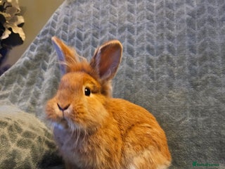 Lionhead rabbits Lion head Buck💙 ** ready now ** - Advert 4