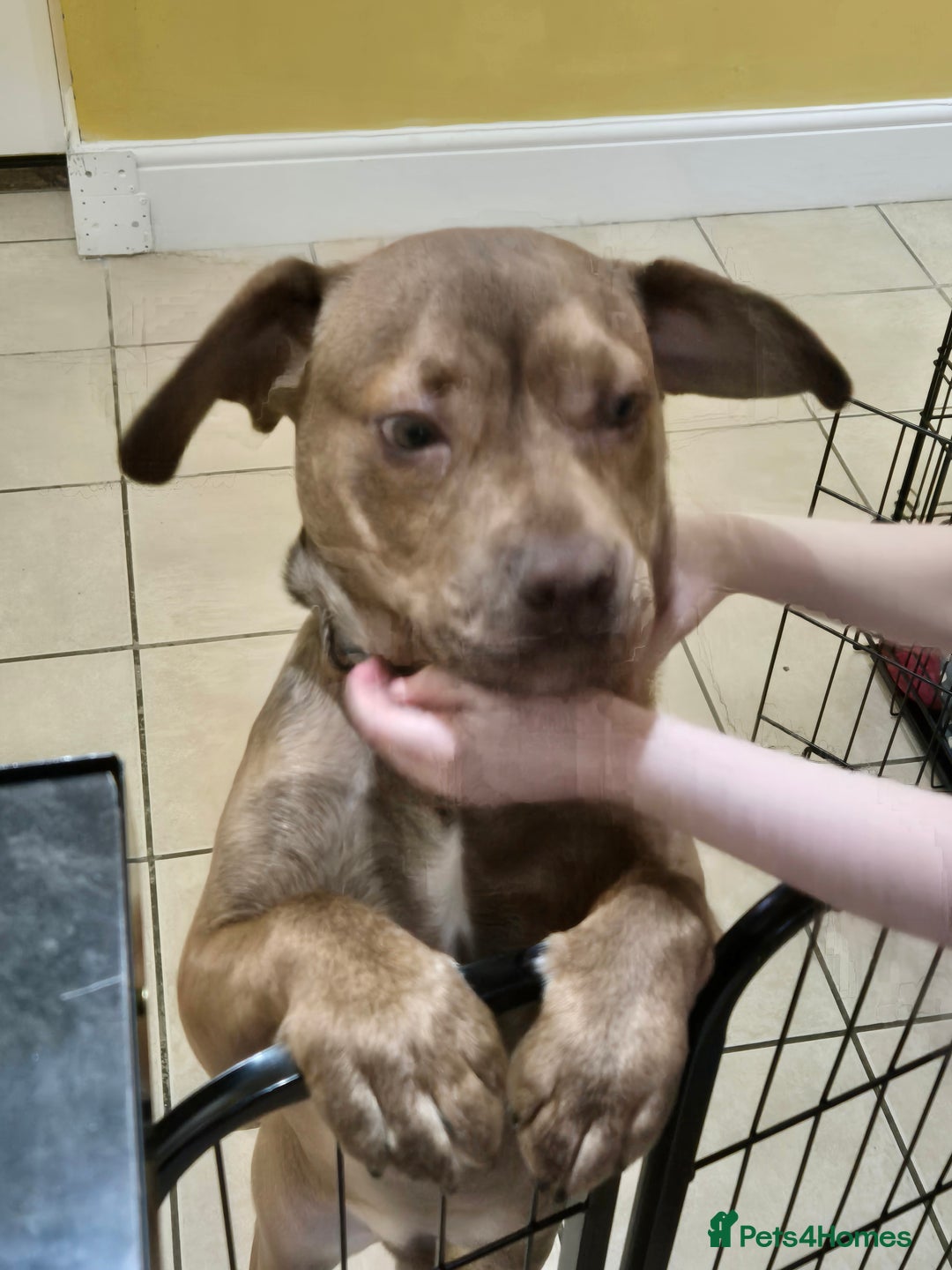 Mixed Breed dogs for sale: Give a happy home to Rocky - Image 2