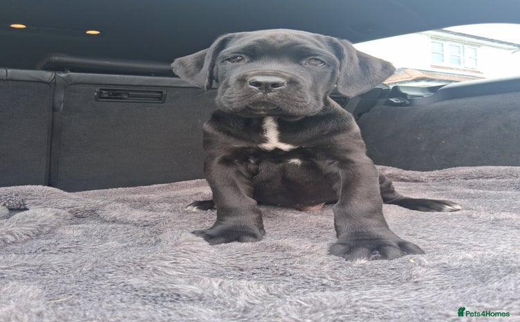 Cane Corso dogs - Advert 1