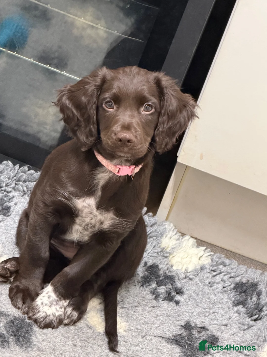 Sprocker dogs for sale: Sprocker  - Advert 4