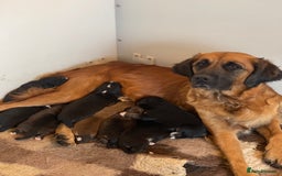 Bernedoodle dogs for sale: Beautiful Bernedoodle babies  - Advert 9