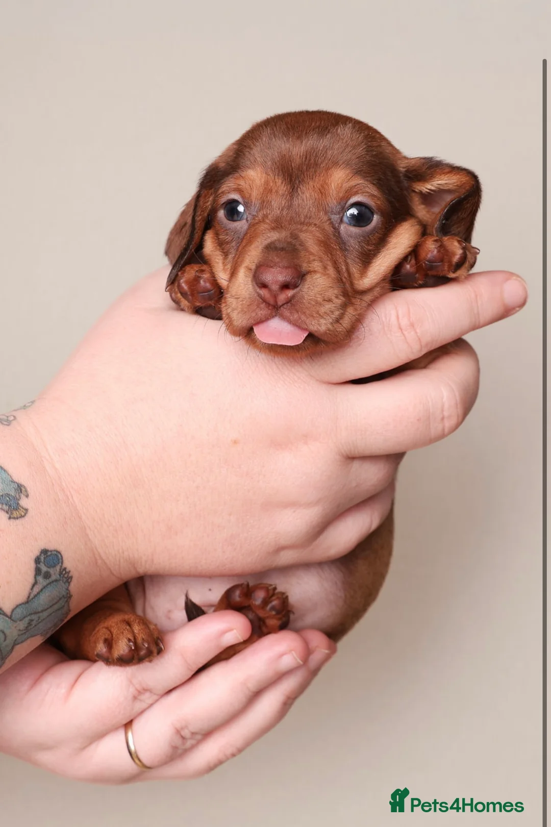Dachshund dogs for sale: Dachshund choc-based-red puppies available now!! - Advert 25