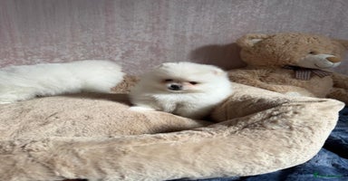 Pomeranian dogs - Advert 2