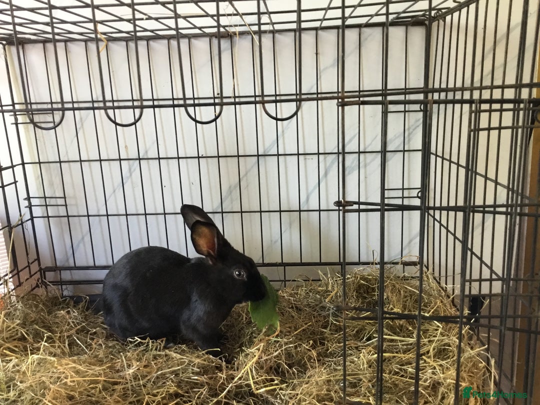English Spot rabbits for sale: English Rabbits for sale  - Image 6