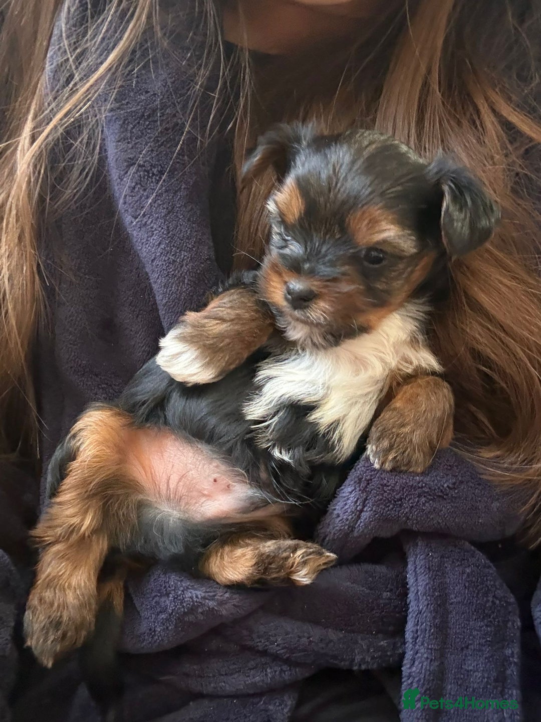 Yorkshire Terrier dogs for sale: Miniature Yorkshire Terriers - Advert 4