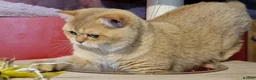 British Shorthair cats for stud: BSH registed proven stud - Advert 3