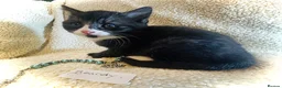 Persian cats for sale: 5 beautiful fluffy Persian crosses.  - Advert 8