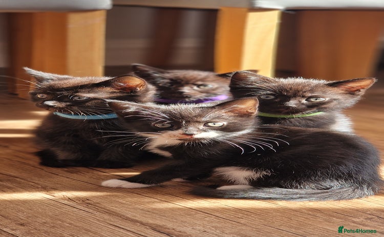 Domestic Shorthair cats - Advert 2