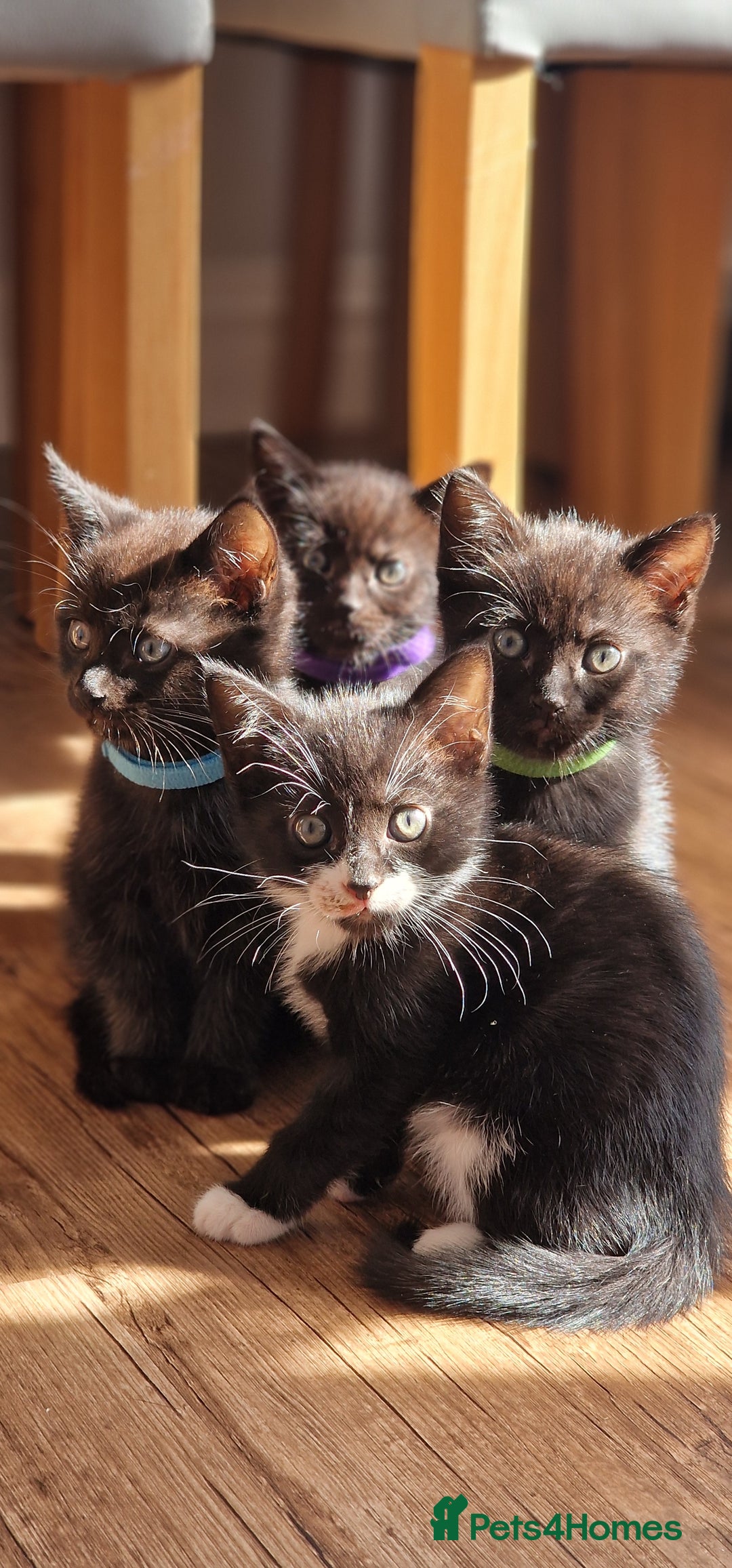 Domestic Shorthair cats for sale: 2 Male kittens available - Image 1