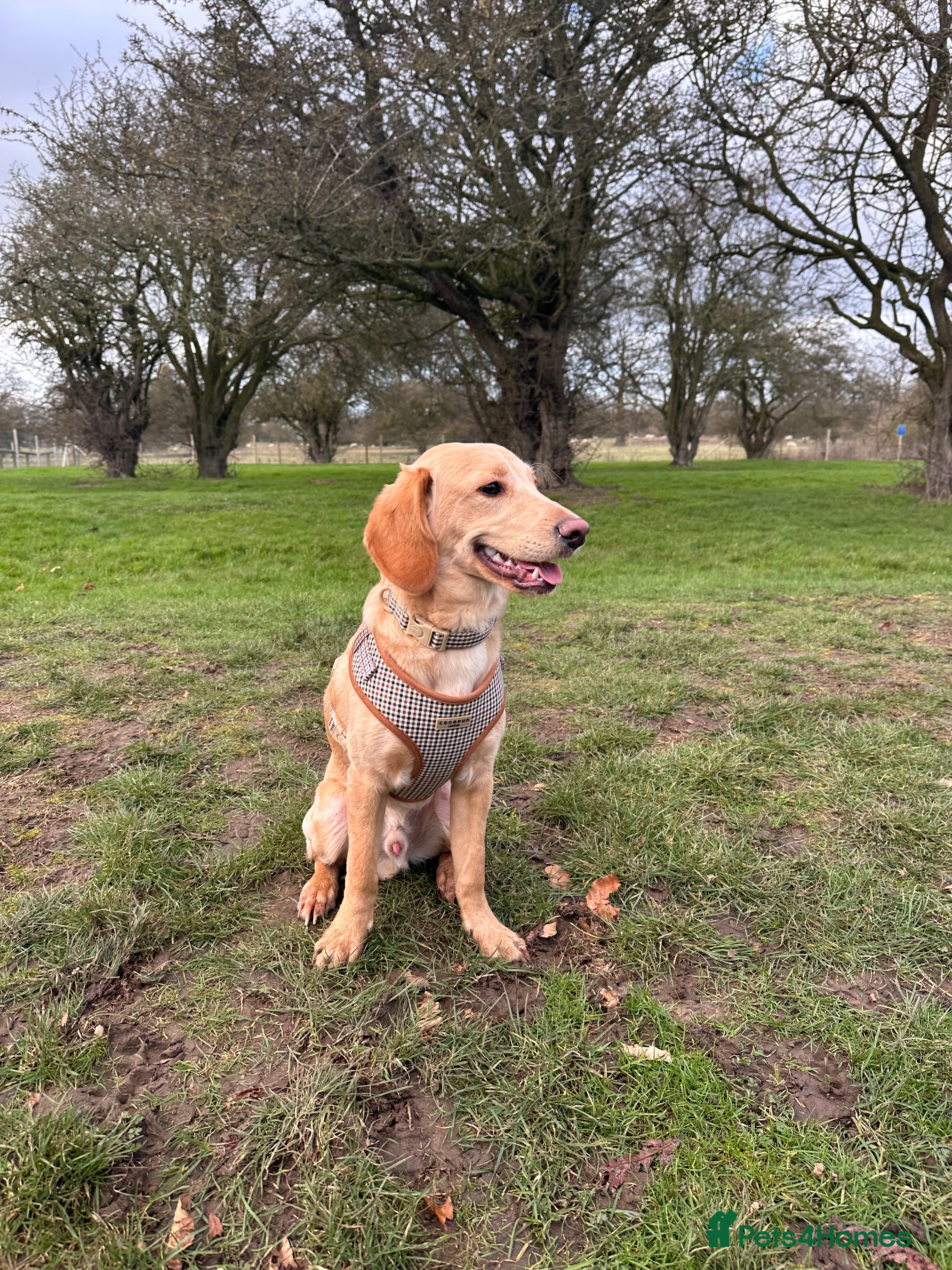Labradoodle dogs Adorable male labradoodle  - Advert 1
