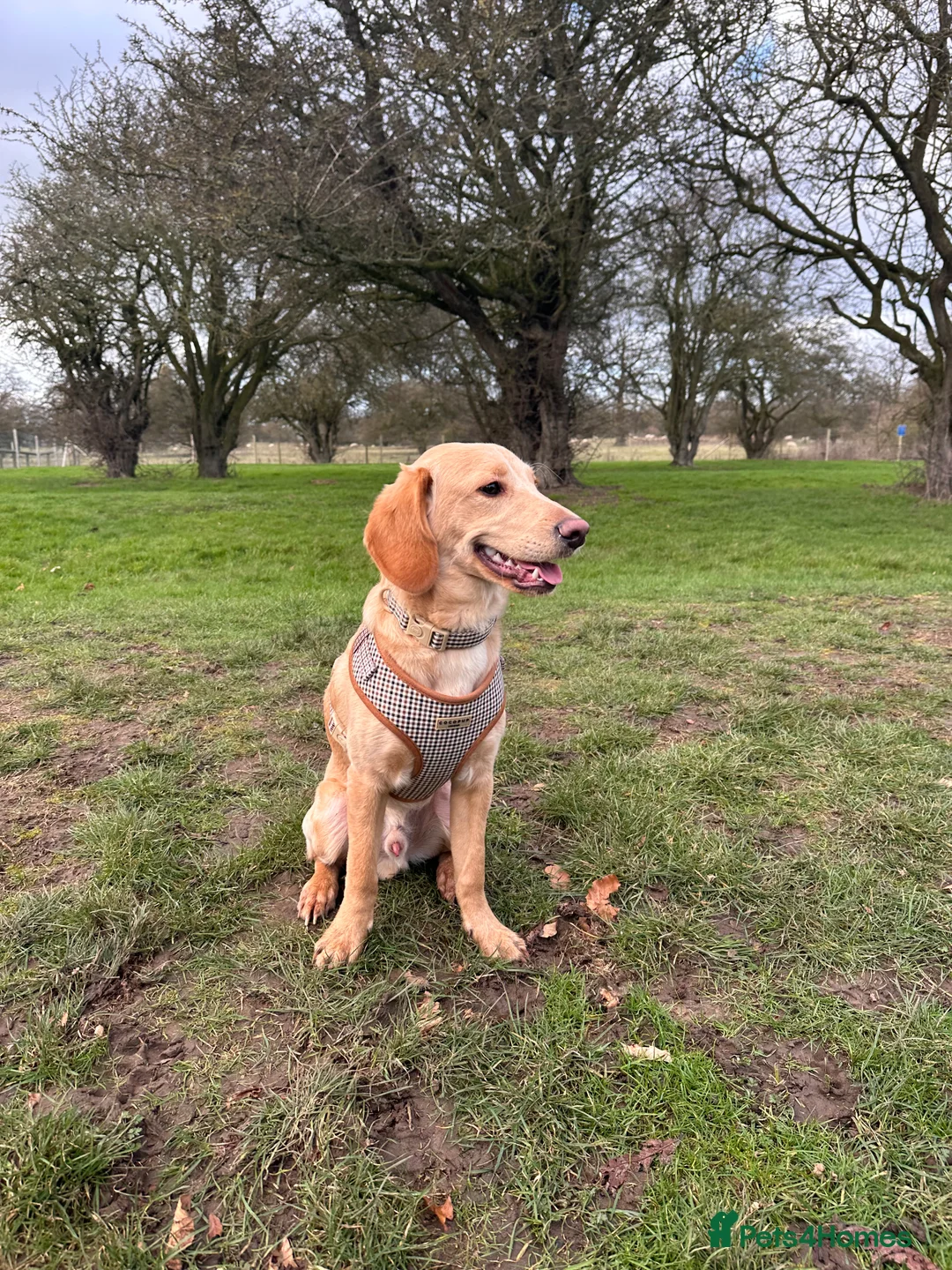 Labradoodle dogs for sale: Adorable male labradoodle  - Advert 2