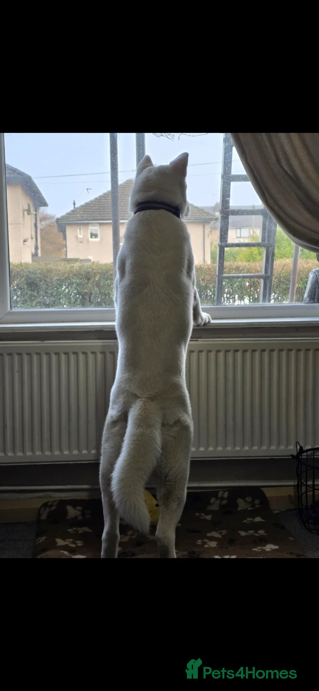 Akita dogs for sale: Naral  in Bradford - Advert 6