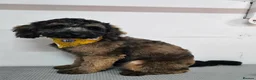 Shihpoo dogs for sale: F1b Fully Health Tested Shihpoo - Advert 4