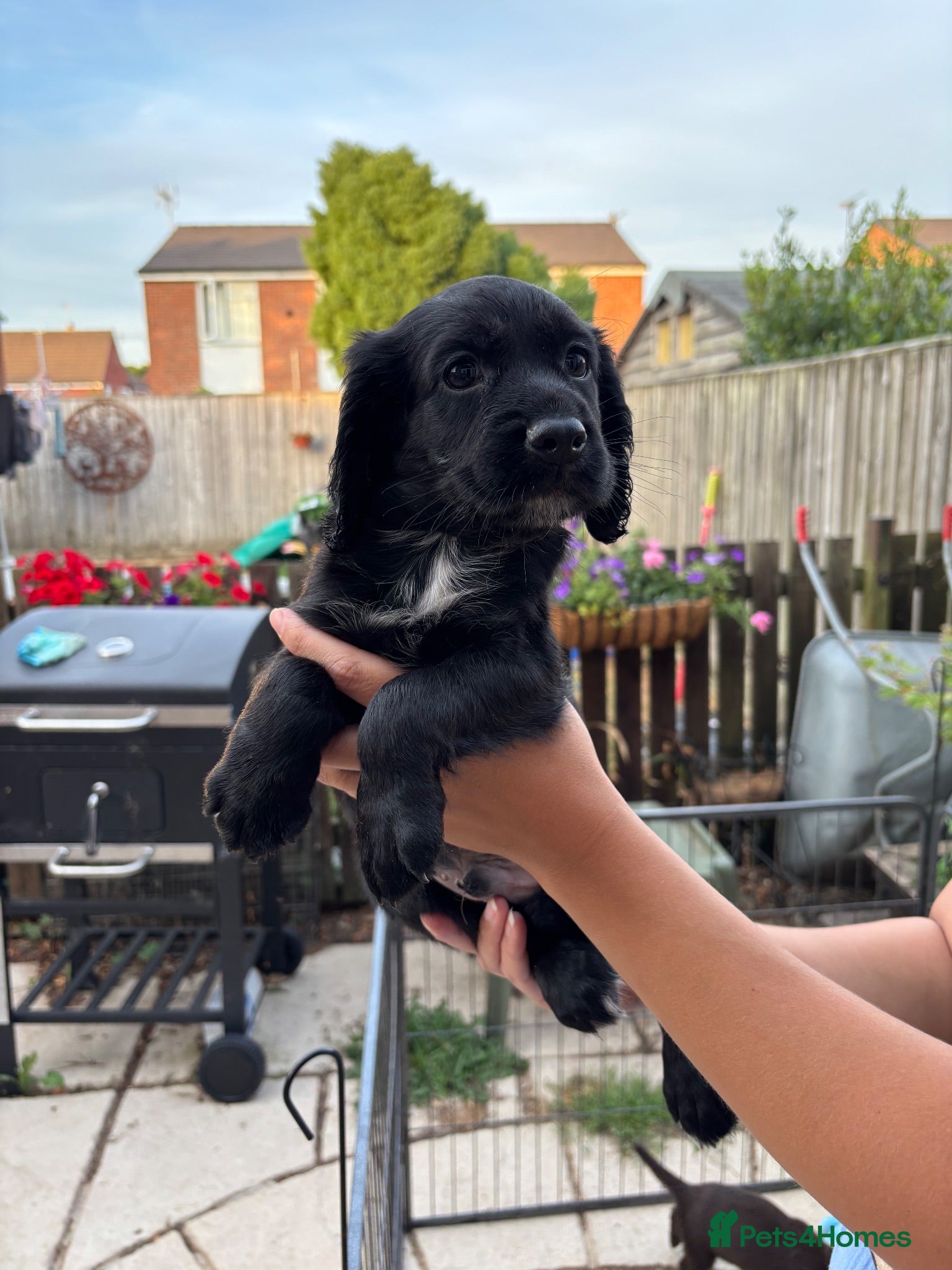 Cocker Spaniel dogs 1 black boy still available  - Advert 11