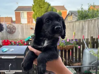 Cocker Spaniel dogs 1 black boy still available - Advert 11