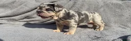 English Bulldog dogs for sale: KC registered Quality English bulldog pups - Advert 9
