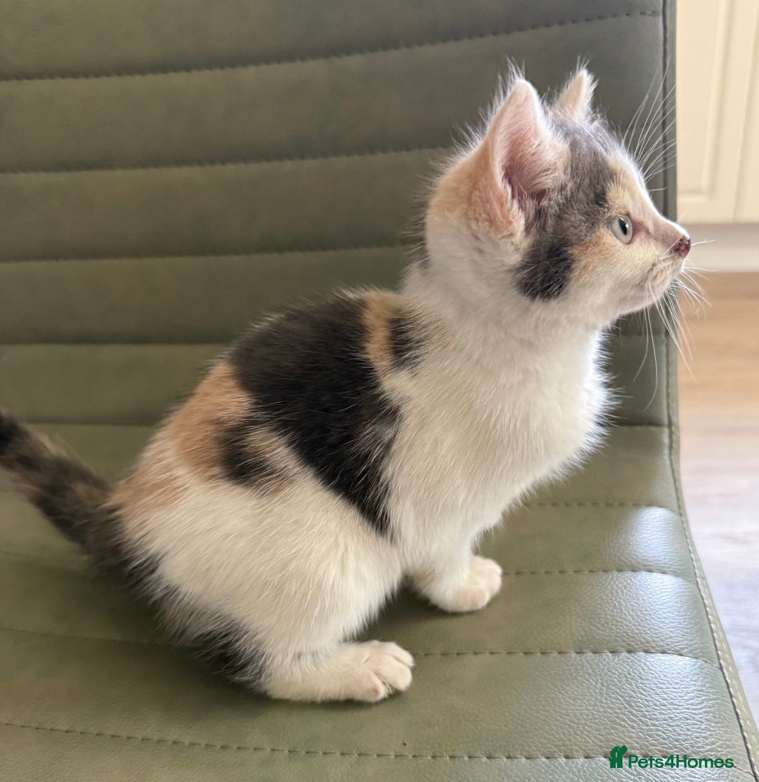 Mixed Breed cats for sale: Calico Grey, Pale Ginger & White ready now - Image 8