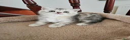 Scottish Fold cats for sale: Adorable Scottish Fold Straight Ear Kittens  - Advert 24