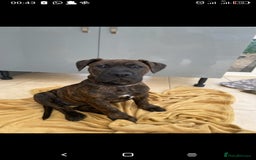 Mixed Breed dogs for sale: Staffy X old tyme bulldog  - Image 3