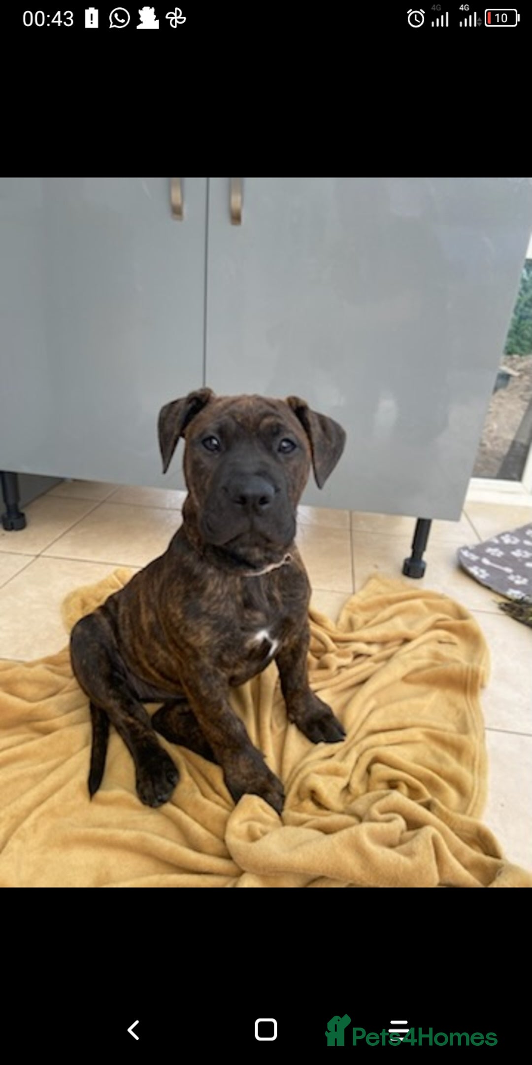 Mixed Breed dogs for sale: Staffy X old tyme bulldog  - Image 3