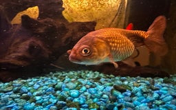 Fancy Goldfish fish for sale: 4 Fancy Goldfish  - Image 6