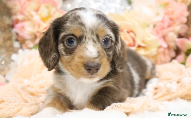 Miniature Dachshund dogs KC Miniature Dachshund Puppies - Advert 1