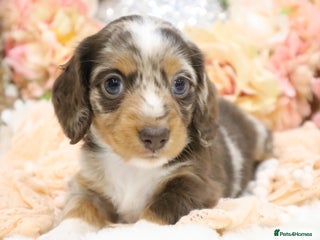 Miniature Dachshund dogs KC Miniature Dachshund Puppies - Advert 2