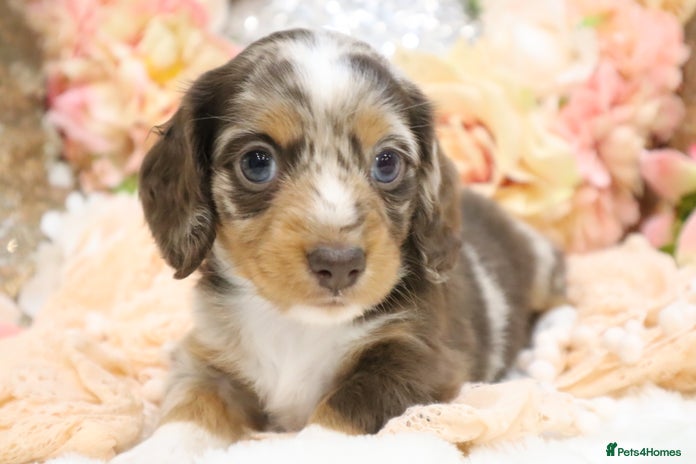 Miniature Dachshund dogs KC Miniature Dachshund Puppies - Advert 1