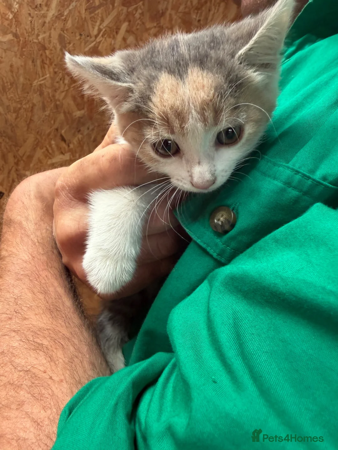 Mixed Breed cats for sale: 4 kittens in Gillingham - Advert 2