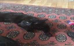 Norwegian Forest Cat cats for sale: Four Year old Norwegian Forest Cat For Sale - Image 2