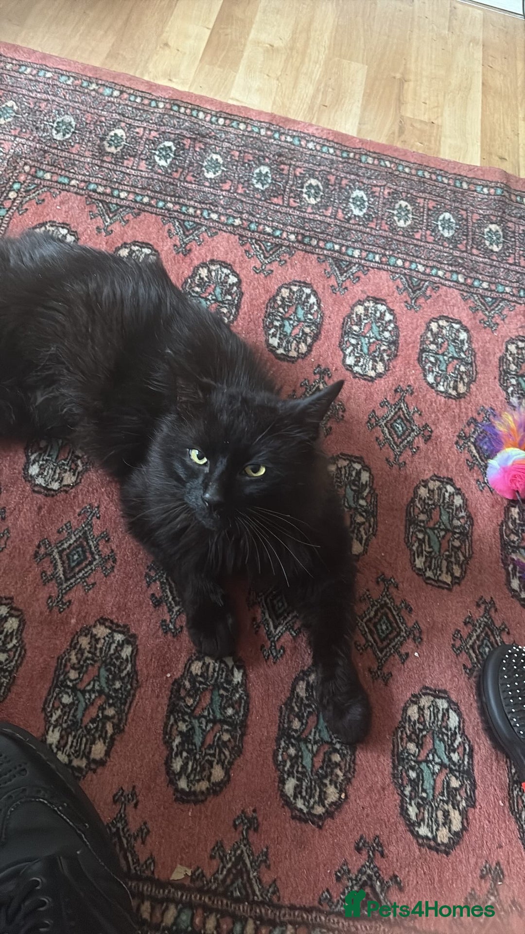 Norwegian Forest Cat cats for sale: Four Year old Norwegian Forest Cat For Sale - Image 2