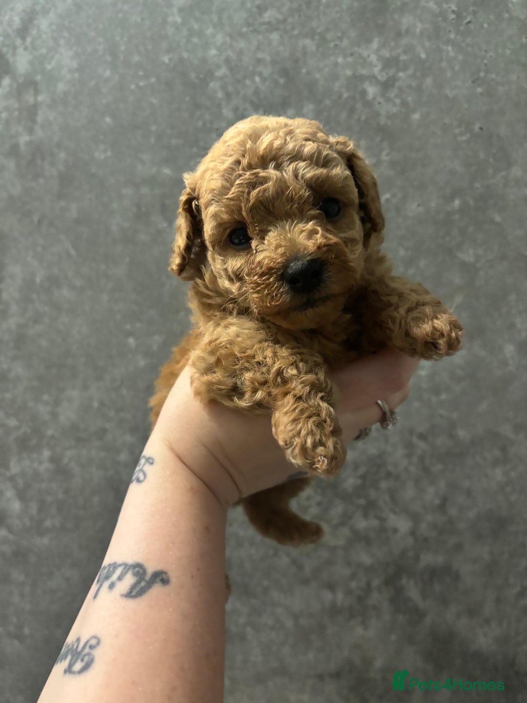 Toy Poodle dogs for sale: 3 stunning toy poodle females  - Advert 13