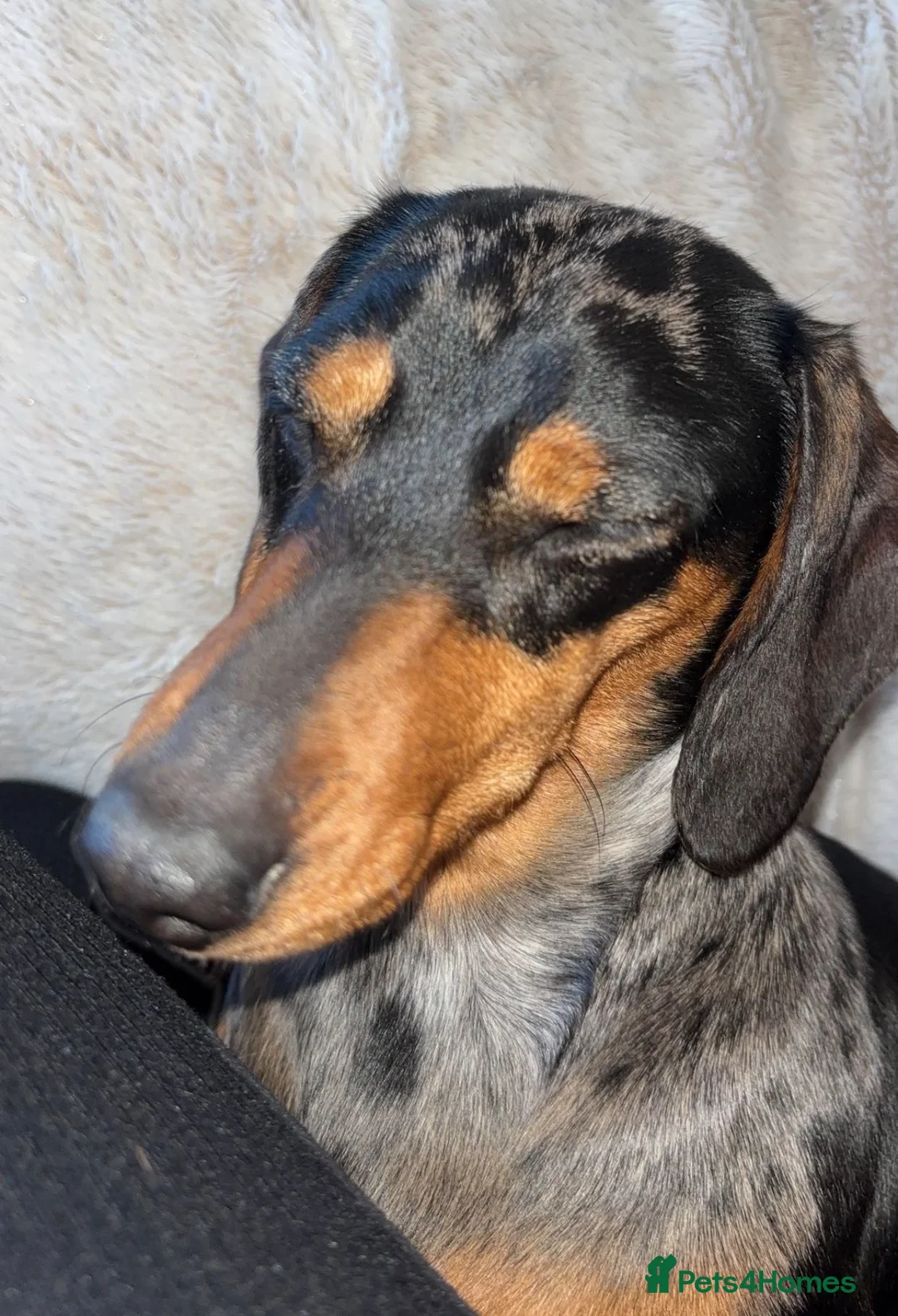 Miniature Dachshund dogs for sale: Female Miniature Dachshund (3 years old) - Advert 3