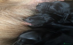 Mixed Breed dogs for sale: Flat coat x fox red Labrador puppies  - Image 2