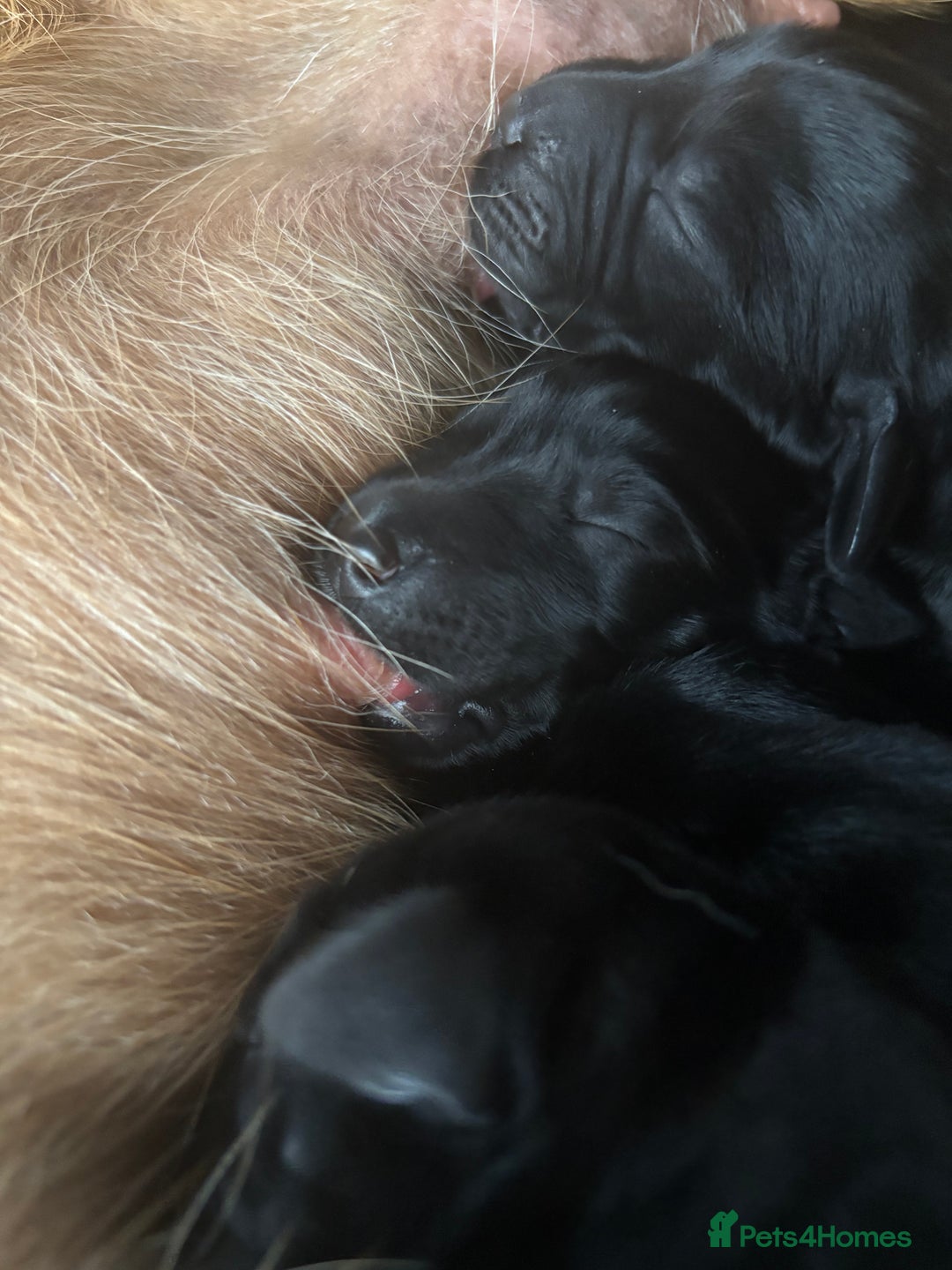 Mixed Breed dogs for sale: Flat coat x fox red Labrador puppies  - Image 2