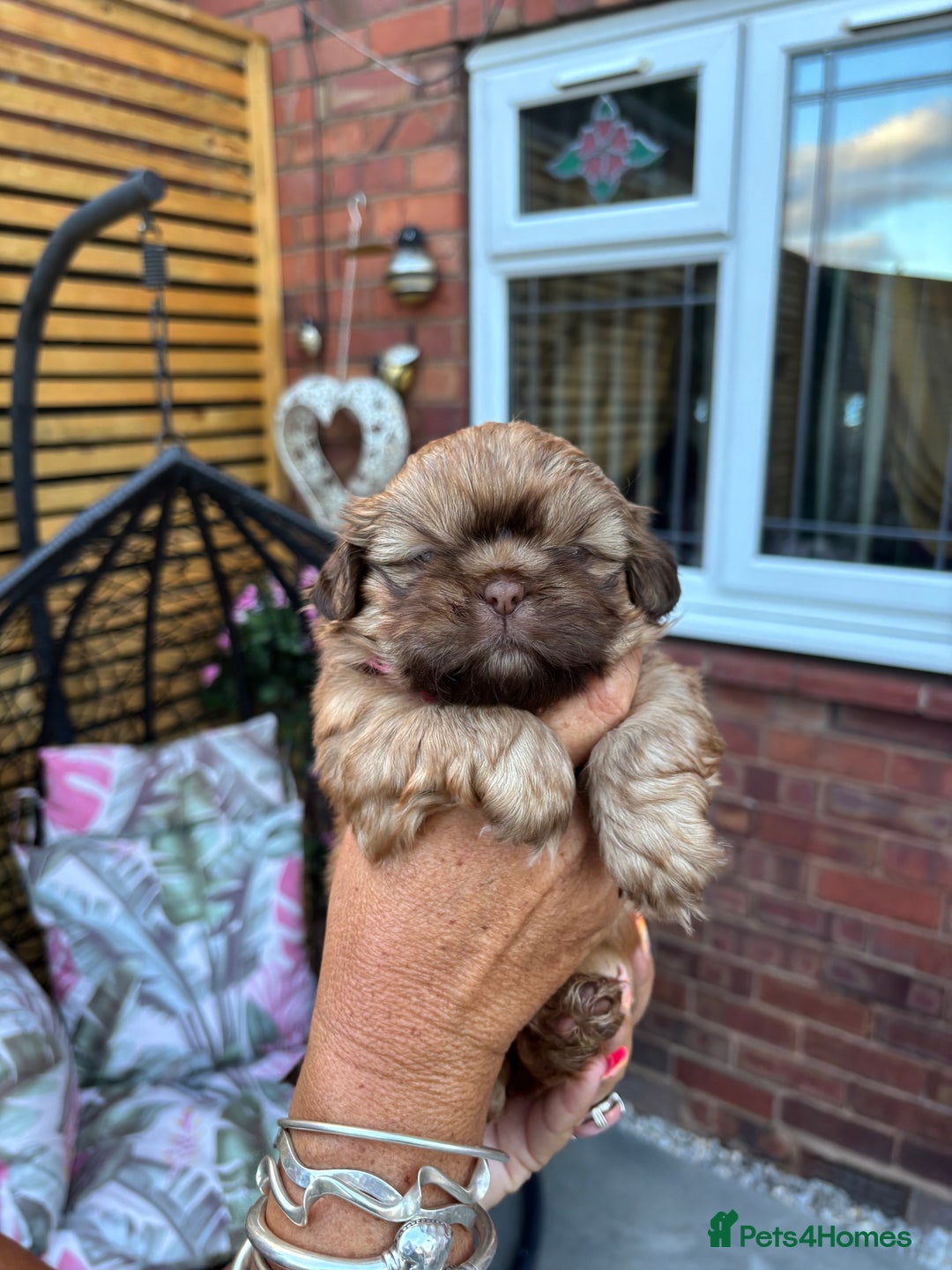 Shih Tzu dogs for sale: Shihtzu imperial  - Image 8