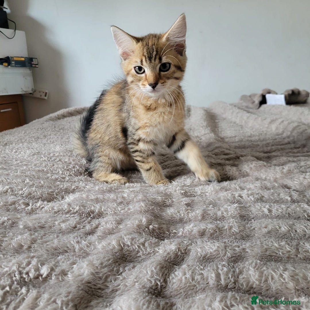 Bengal cats for sale: 3 black and 3 bengal kittens (1 male) - Image 10
