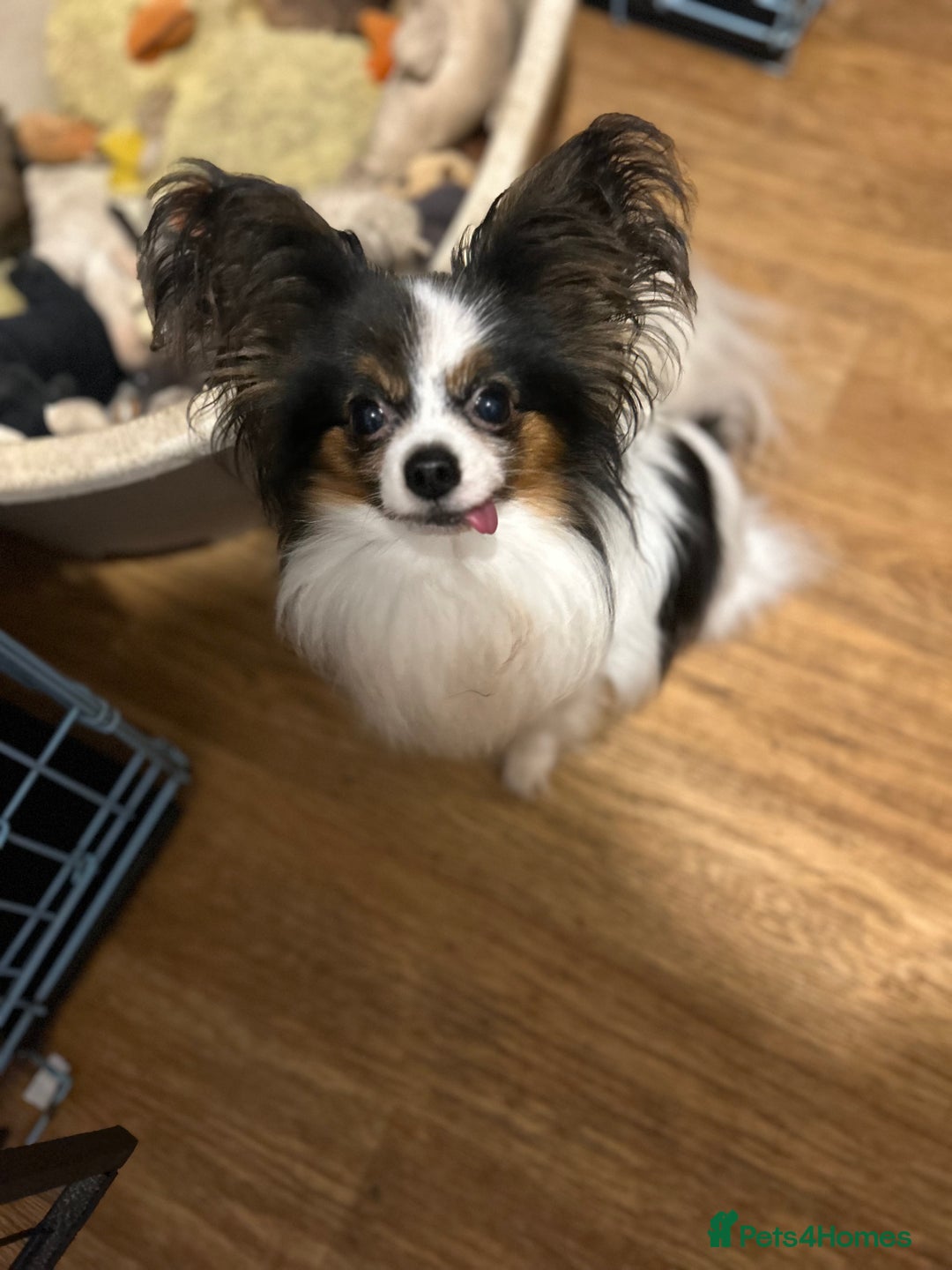 Papillon dogs for sale: One Baby girl  - Advert 4