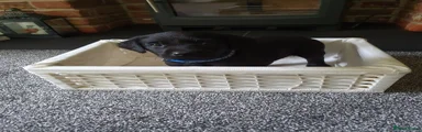 Labrador Retriever 6