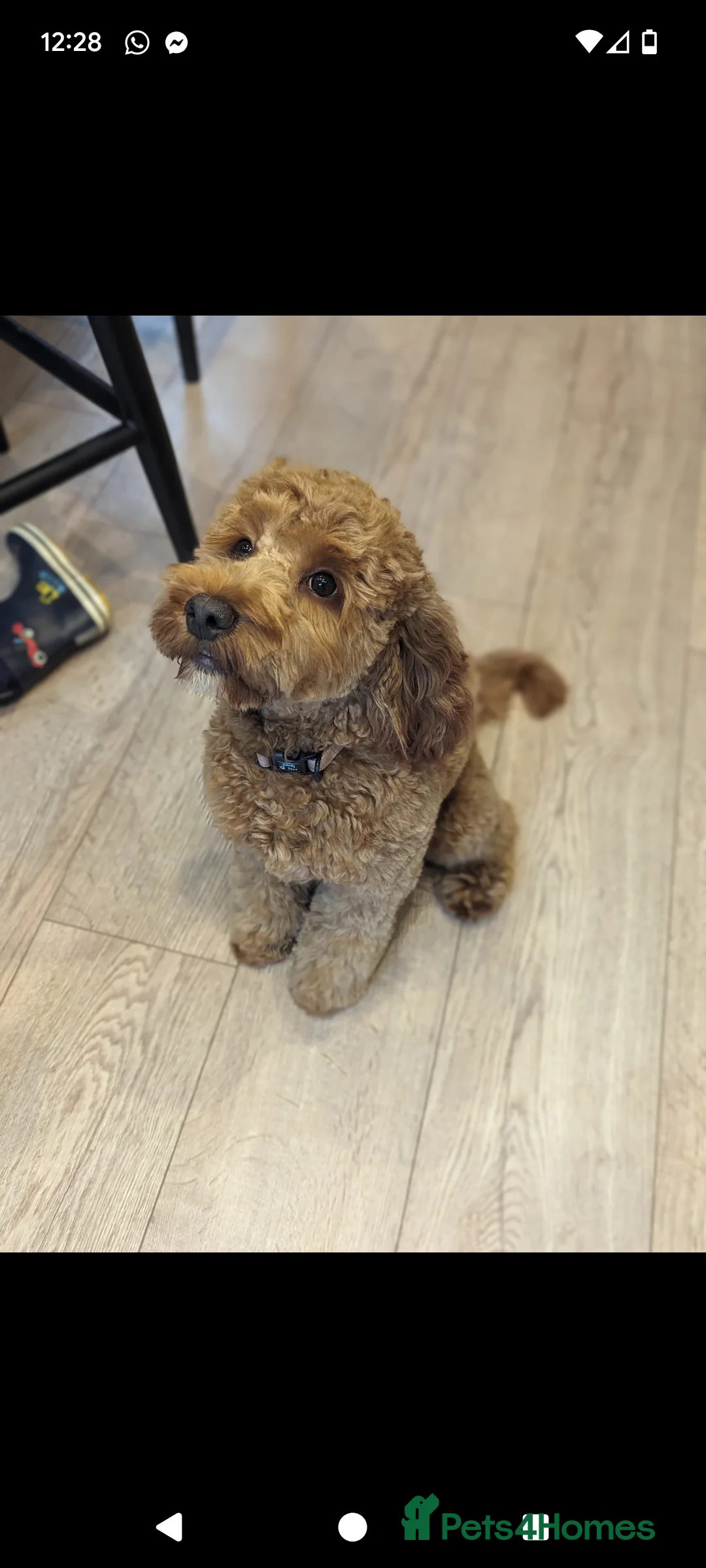 Cockapoo dogs for sale: 2 year old female cockapoo  - Advert 4
