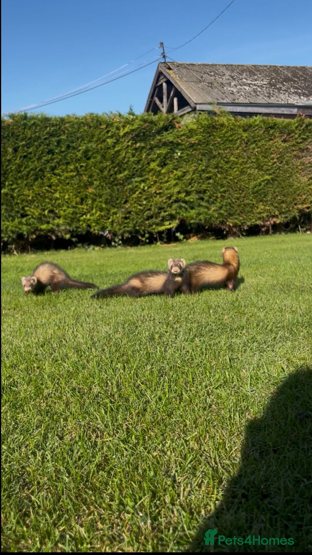 Ferret rodents for sale: 3 jill ferrets - Image 1