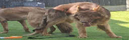 German Shepherd dogs for stud: PROVEN MASSIVE LIVER AND TAN GERMAN SHEPHERD STUD! in Romford - Advert 4