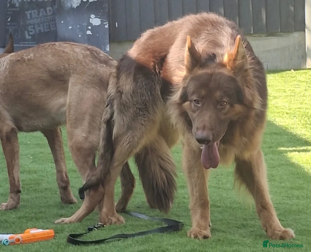 German Shepherd dogs for stud: PROVEN MASSIVE LIVER AND TAN GERMAN SHEPHERD STUD! in Romford - Advert 4