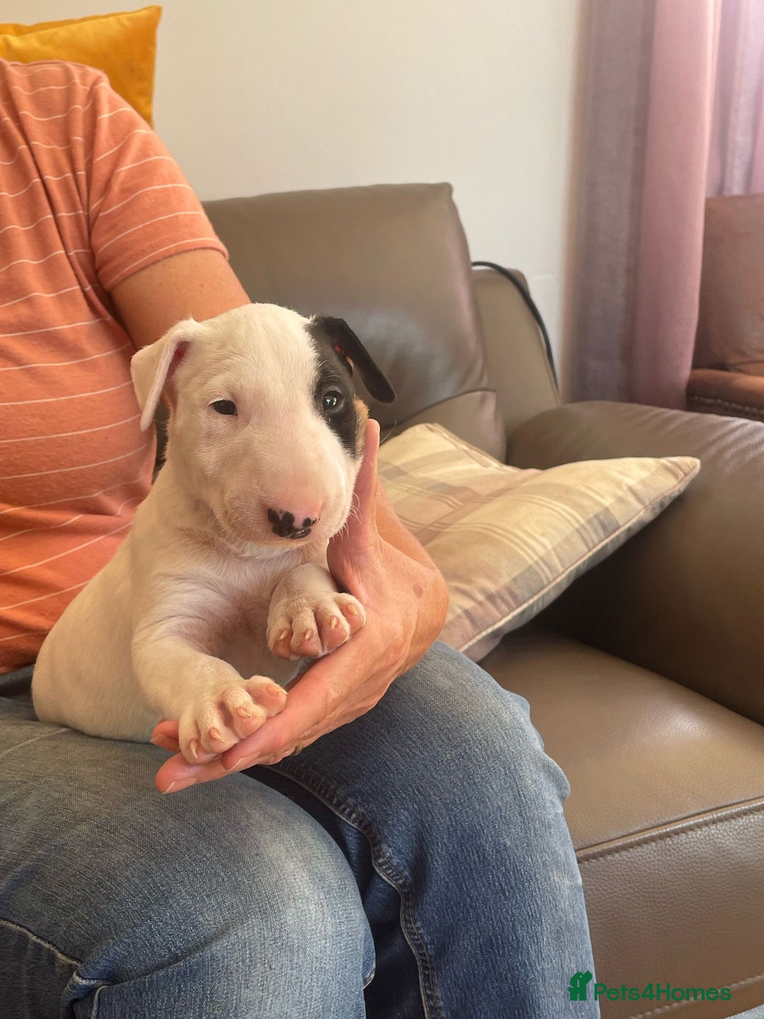 English Bull Terrier dogs for sale: English bull terrier  - Image 2