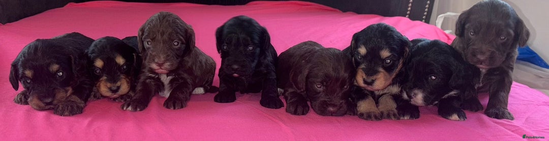 Cockapoo dogs for sale: Adorable cockapoo puppies  - Advert 8