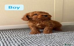 Cockapoo dogs for sale: 6 stunning cockapoo puppies  - Image 5